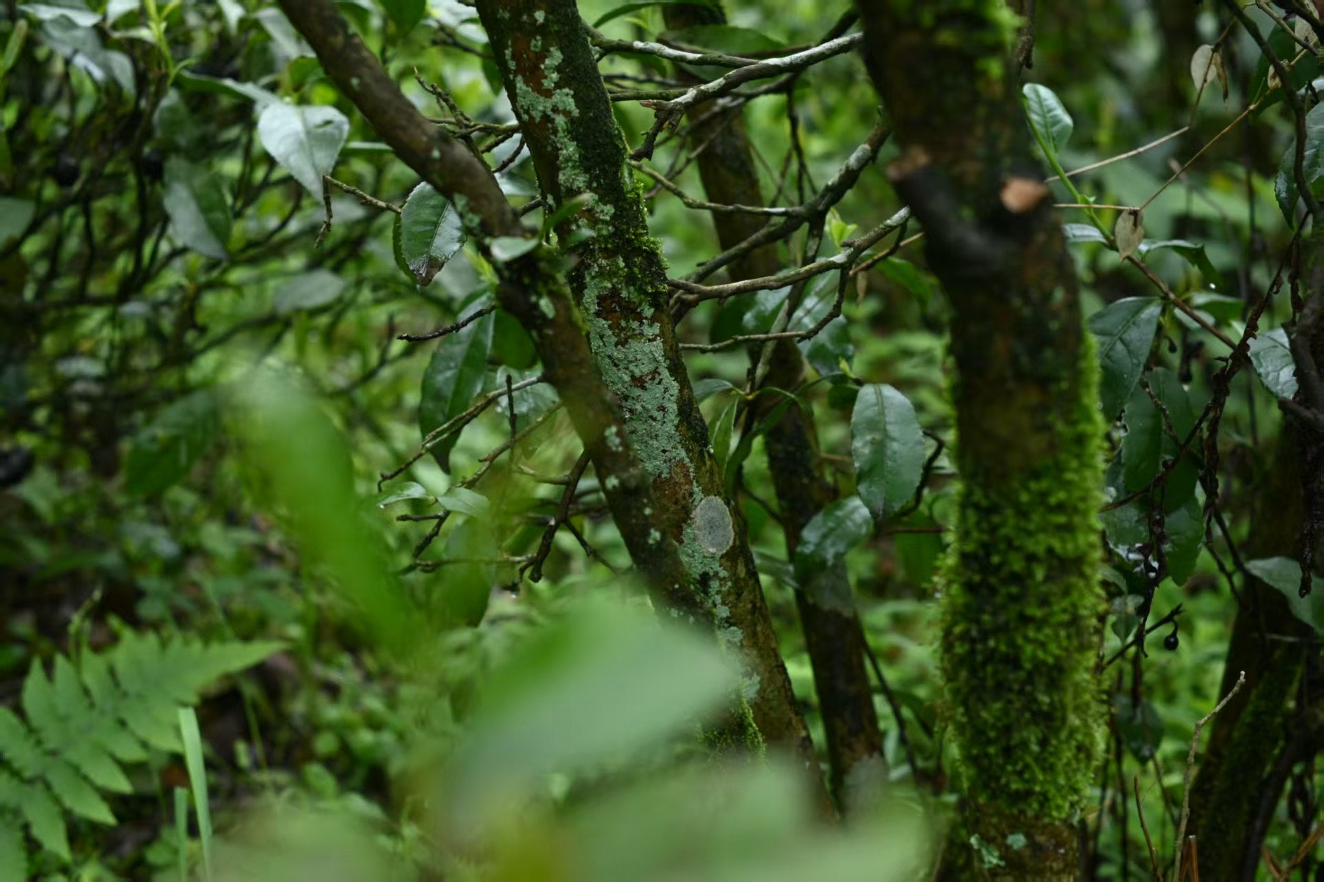 AWAKEN — Wild Ancient Tree Black Tea